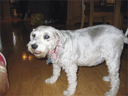 weight loss dog