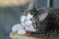 AAHA, AAFP Plan Feline Health Guidelines