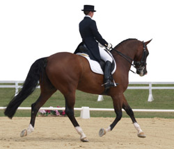 AAEP Opposes The Soring Of Tennessee Walking Horses