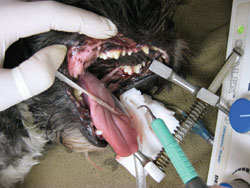 Dog surgery