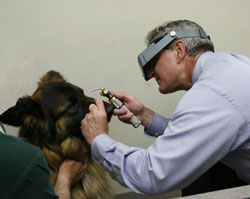 Dog and pet doctor