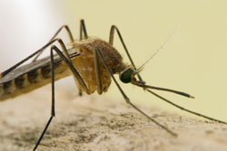 Zoom mosquito