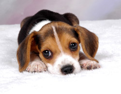 University Health Industries Launches Pet Care Division