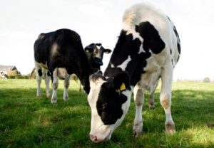 cows