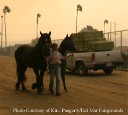 Horses pulled