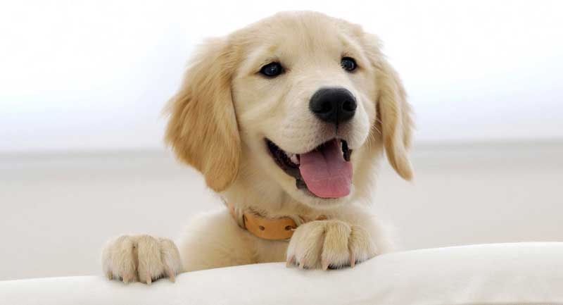 Labrador Retriever, Other Large Dogs Top Popularity List