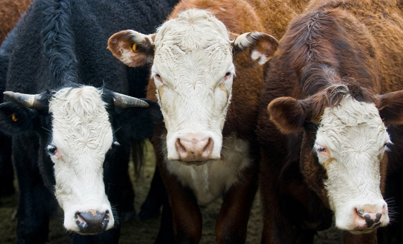 Iowa to Host Beef Cattle Welfare Symposium