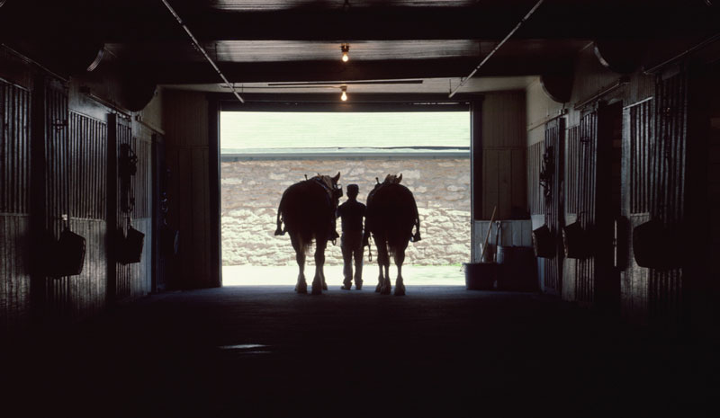 Treating Equine Pain Starts With Identifying It