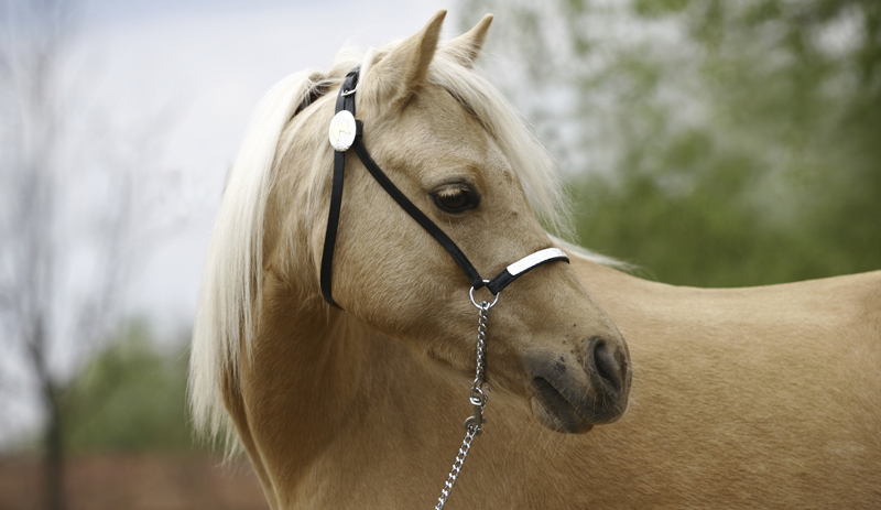 LSU Hosts Large Animal Health Seminar August 2