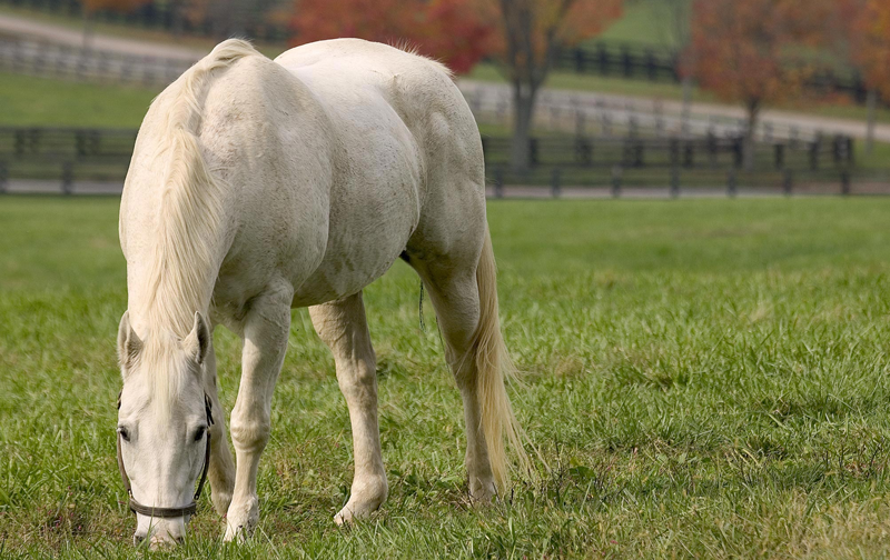 University of Surrey to Build a Model of the Horse’s Hindgut