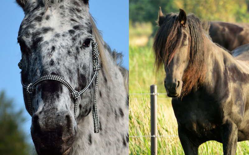 UC Davis Seeks Appaloosa, Friesian Horses for Clinical Trials