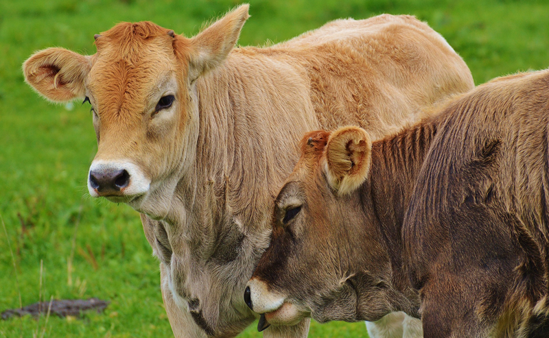 Kansas, Texas Researchers to Conduct Beef Cattle Production Health Study