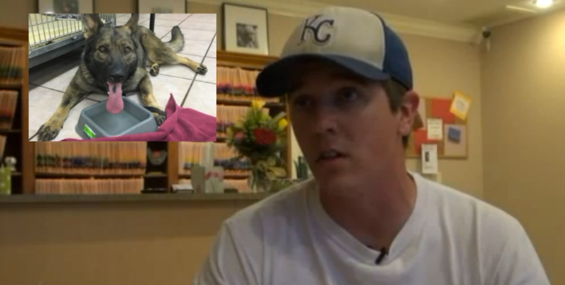 Vet Assistant Saves Choking German Shepherd