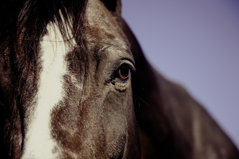 Is a “Healthy” Horse Really Healthy?