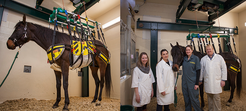 New Robotic Lifting Device Works to Help Injured Horses