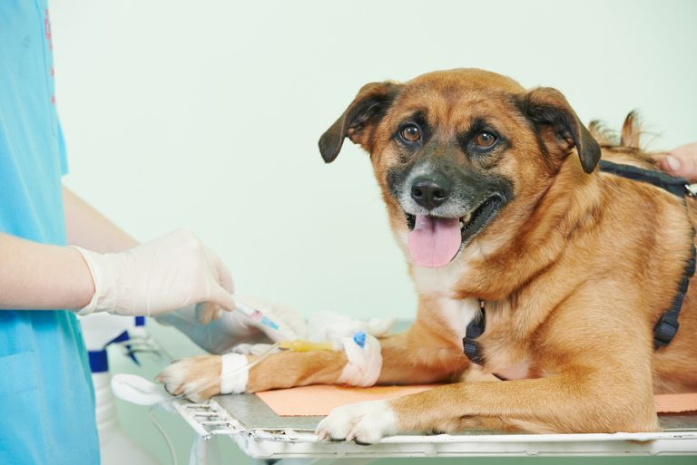 Sentinel Biomedical partners with AKC to promote canine bladder cancer