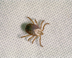Ectoparasites: The Risk is Present all Year Long