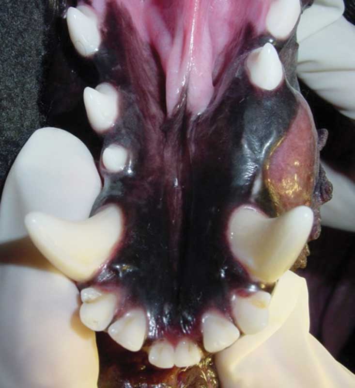 What a dental exam of a 4-year-old coonhound revealed