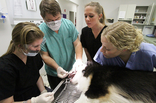 Petplan offers rewards for National Veterinary Technician Week