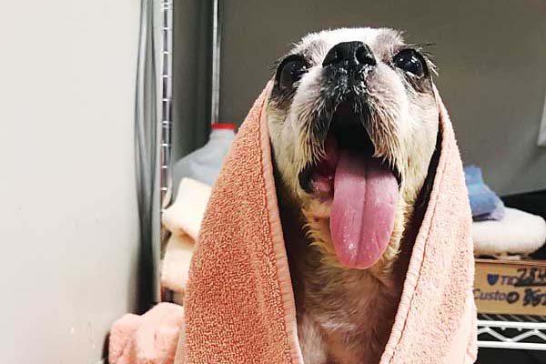 The hottest topic in veterinary medicine today: Affordability