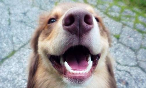 WSAVA unveils first global veterinary dentistry guidelines