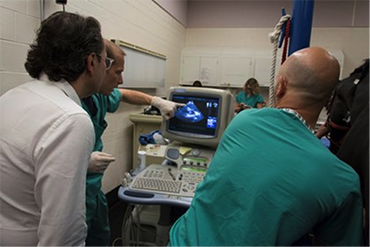 Cornell offers alternative procedure for treating equine atrial fibrillation