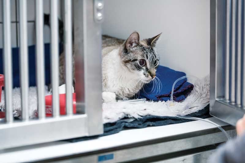FDA approves generic NSAID for post-op pain and inflammation in cats