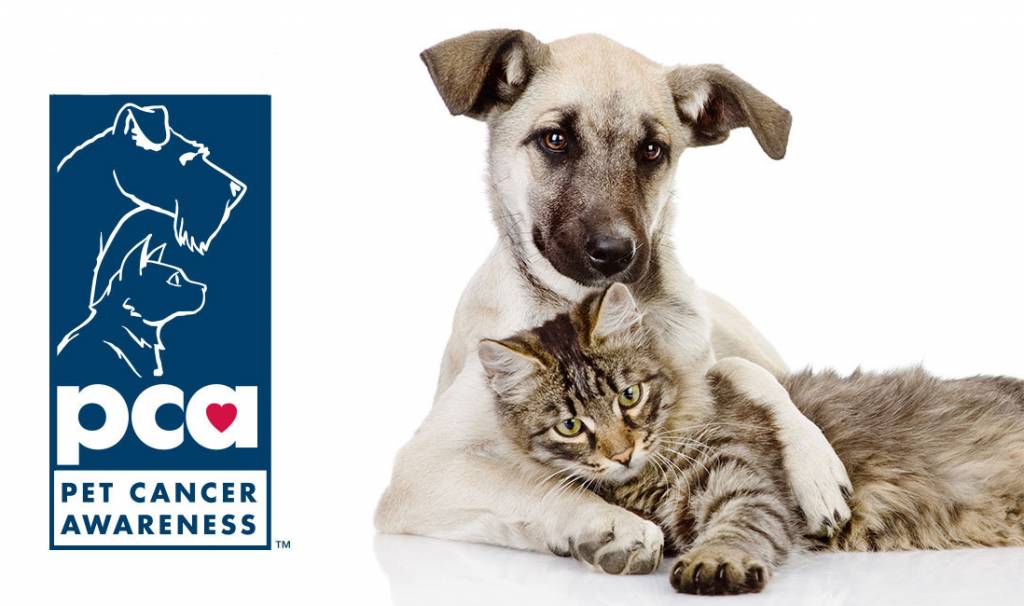 Nationwide supports National Pet Cancer Awareness Month through social