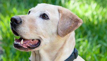 Drug-resistant heartworm strain found in Louisiana Labrador