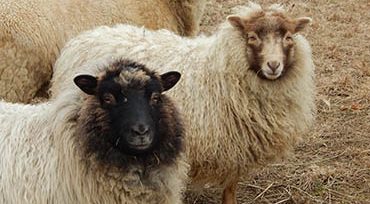 Auburn to strengthen vet medicine in rural Kentucky
