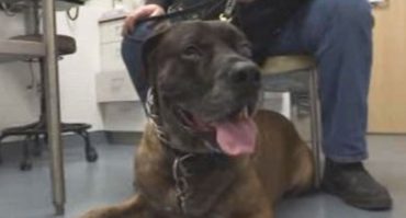Tufts veterinarians treat canine cancer with experimental drug