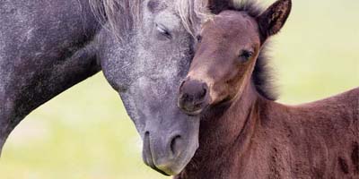 Managing a newborn foal for optimum health