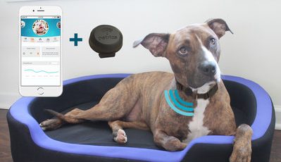 Petrics launches smart pet bed, activity tracker, health and nutrition app