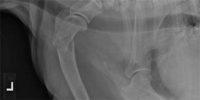 A Humerus Puzzle