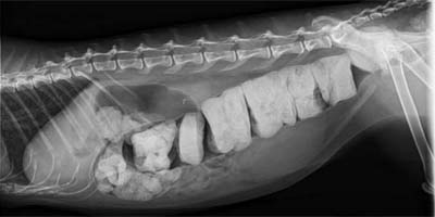 FELINE MEGACOLON PDF