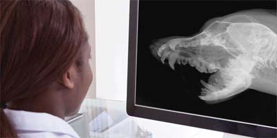 Equipment focus: Dental imaging