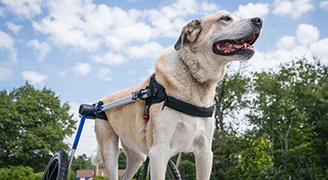 Walkin’ Pets opens veterinarian, vet tech scholarship submission period