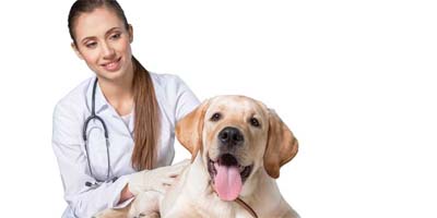 How Fear Free training decreases on-the-job veterinary injuries