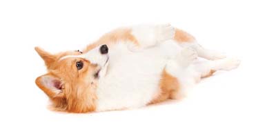 Dog and cat behavior myths debunked