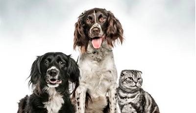 Florida manufacturer develops rapid animal diabetes testing
