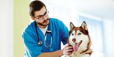 Dog flu goes viral