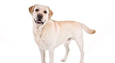 AKC top breeds list features longtime faves, two surprises