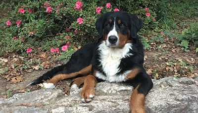 UC Davis performs total hip replacement on champion show dog