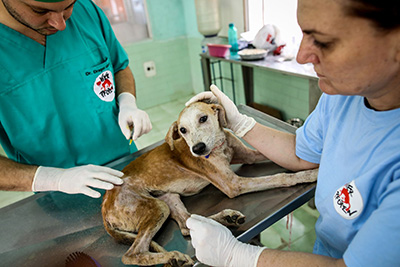 WSAVA launches campaign for global access to veterinary therapeutics