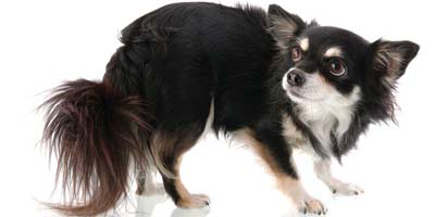 Pheromones’ therapeutic use in animals