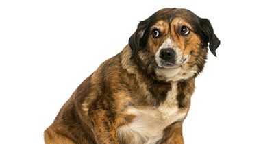 Could noise sensitivity in dogs be a cry for pain relief?