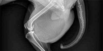 What's your diagnosis?