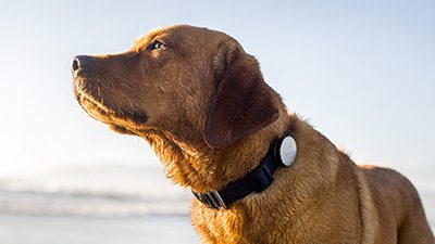 Mars Petcare launches tech-enabled pet health study