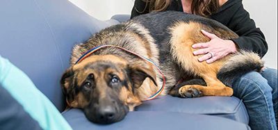 Cornell vets perform tricky cardiac procedure on shepherd puppy