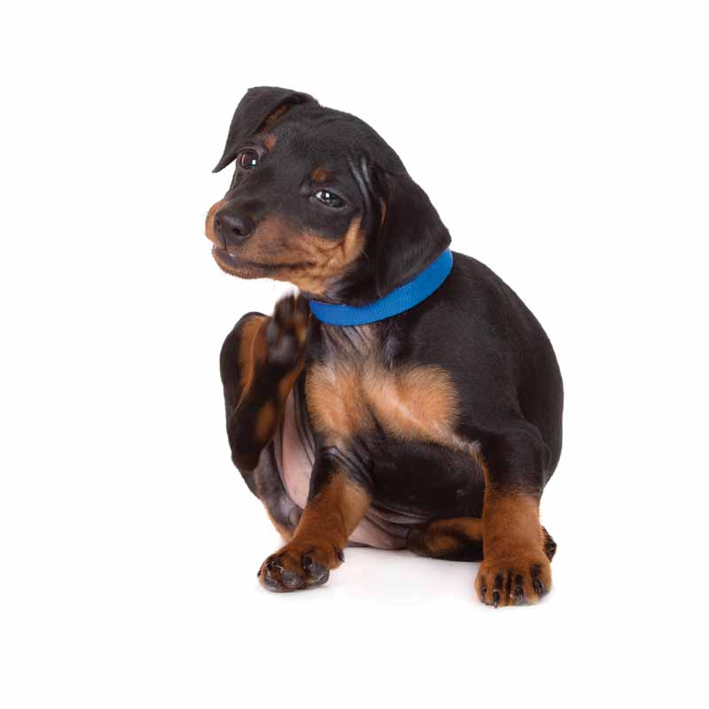 Dog skin condition online treatment
